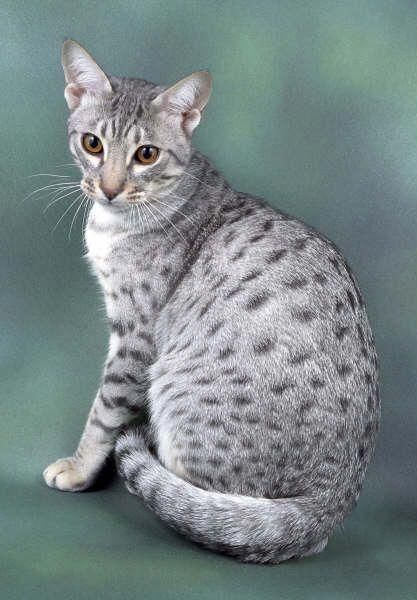 A spotted tabby cat has, as the name suggests, spots all over their sides. These spots can be large or small, and sometimes they look like broken mackerel stripes. Hypoallergenic Cats, American Shorthair Cat, Ocicat, Spotted Cat, Exotic Cats, American Shorthair, Abyssinian Cats, Gorgeous Cats, Abyssinian