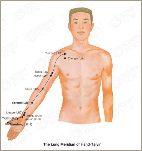 Lung meridian: The lungs (Yin) and the large intestine (Yang) are considered paired organs. They belong to Metal in the Five Phases, the westerly direction, the season of autumn, the dry climatic condition, the color white, the pungent taste, the rank odor, the emotion of sadness, and the sound of weeping. Their opening is the nose, and they govern skin and hair.  In Qigong practice, since the lungs belong to Metal, they are able to regulate heartburn. The heart belongs to Fire. Whenever the... Lung Meridian, Acupuncture Points Chart, Shiatsu Massage Acupressure, Chi Kung, Shiatsu Massage, Acupuncture Points, Large Intestine, Acupressure Points, Yin Yoga