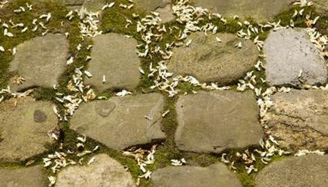 Building a Fieldstone Walkway with Moss. Variations in size, color and texture among fieldstones make for a natural-looking walkway that goes well with most landscaping styles. Planting moss after laying the stones adds to the effect of a timeless, welcoming path for your garden. Moss also reduces erosion, mud and ... Grow Moss, Backyard Patio Furniture, Growing Moss, Flagstone Path, Outdoor Walkway, Small Patio Garden, Flagstone Patio, Garden Design Layout, Moss Garden