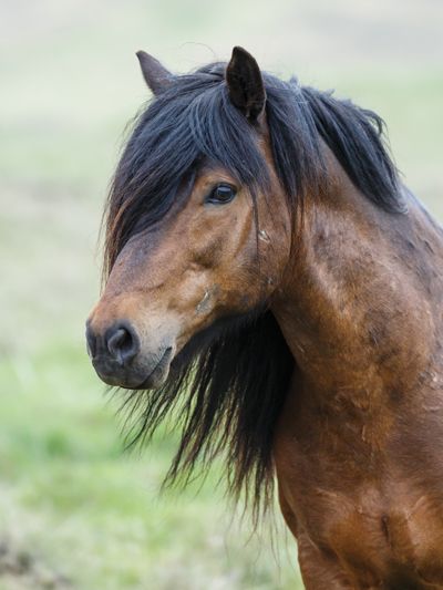 Types Of Horses, Icelandic Horse, Hunter Jumper, All About Horses, Horse Owner, All The Pretty Horses, Pretty Horses, Horse Photography, Horse Breeds