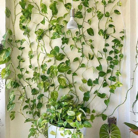 10 Ideas for Decorating Your Walls with Plants Plant Clips For Wall, Climbing Plant Wall Indoor, How To Trail Plants On Wall, Vines Wall Decor, Pathos Wall Climbing Ideas, Indoor Vine Wall, Pothos Wall Climbing, Pothos Wall, Plant Wall Indoor