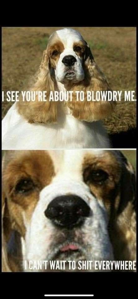 Dog Groomer Humor, Groomer Humor, Pet Grooming Salon, Dog Grooming Shop, Grooming Shop, Dog Groomer, Grooming Salon, Work Memes, Dog Memes