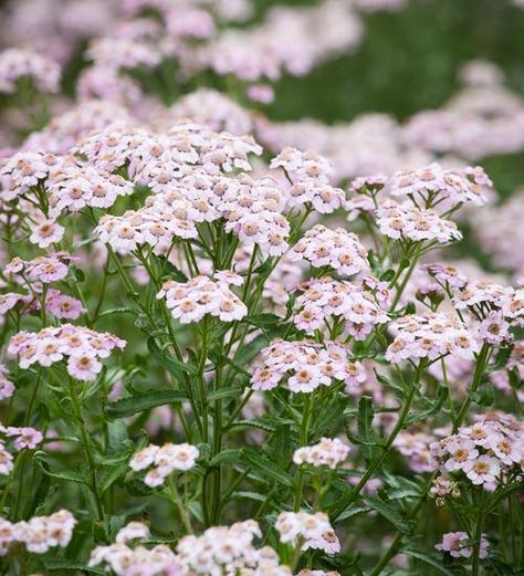 Buy Achillea sibirica 'Love Parade' | Sarah Raven Summer Planting, Flower Seedlings, Love Parade, Sarah Raven, Biennial Plants, Plant Delivery, Farmhouse Garden, Herbaceous Perennials, Hardy Perennials