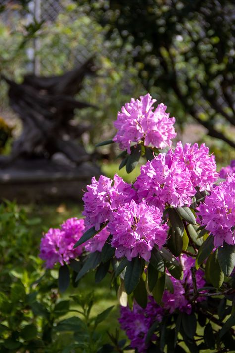 8 Reasons Why Your Rhododendrons Aren't Blooming Pruning Rhododendrons, Rhododendron Care, Backyard Patio Deck, Ireland Trip, Plants Outdoor, Ornamental Plants, Mother Plant, Perfect Garden, Flowering Plants