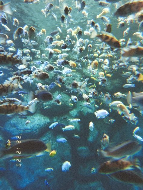 Toronto Zoo, Midsummer Dream, Disposable Camera, Digital Camera, Diving, Toronto, Brain, Water