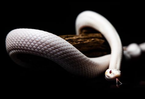 White Corn Snake a.k.a Coral Snow Corn Snake. White skin reptile. White Corn Snake, Snow Corn Snake, Knit Snake, Corn Snake, White Corn, Exotic Pets, Corn, Coral, Animals