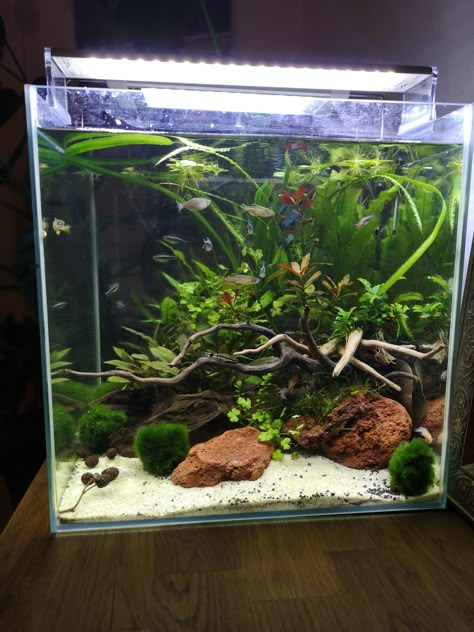 5 Gallon Tank Aquascape, 15 Gallon Fish Tank Ideas, Small Tank Ideas, Simple Aquascape, Nano Shrimp Tank, 10 Gallon Fish Tank Ideas, Sand Aquarium, Aquascape Inspiration, Betta Tank Ideas