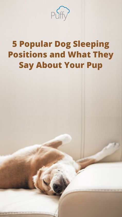 Dogs Sleeping In Bed With Owner, Dog Sleeping Positions Meaning, Dog Sleeping In Bed, Sleeping On Back, Dog Sleeping Positions, Dog Sleeping, Organic Remedy, As Humans, Positive Habits