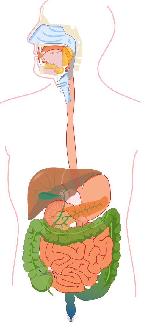 File:Digestive system diagram de.svg - Wikimedia Commons Human Digestive System Diagram, Digestive System Poster, Human Organ System, Digestive System Parts, Organ Pencernaan, Digestive System For Kids, Digestive System Model, Digestive System Diagram, Digestive System Anatomy