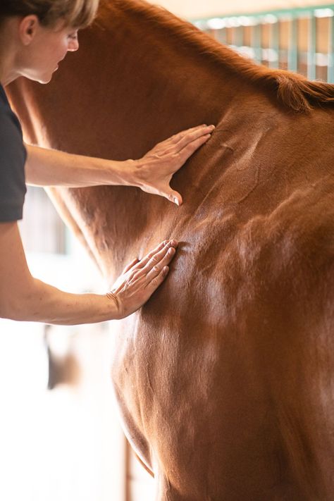 Equestrian Branding, Equine Vet Tech, Equine Massage Therapy, Horse Massage, Horse Business, Horse Healing, Animal Vet, Arrow Photography, Equine Massage