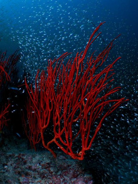 whip-coral-1 by Liquid Lense, via Flickr Instrument Art, Creature Marine, Cnidaria, Fauna Marina, Sea Fan, Life Under The Sea, Beneath The Sea, Underwater Sea, Drawing Wall