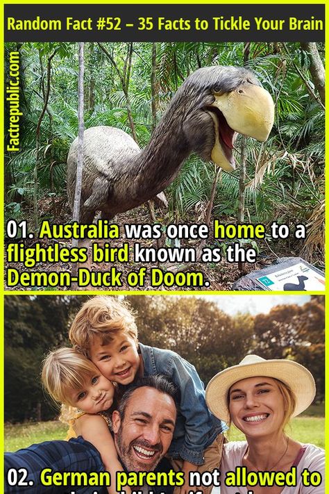 01. Australia was once home to a flightless bird known as the Demon-Duck of Doom. #australia #bird #animal #science #knowledge #education #german #parents #mother #father #son #daughter #family Last Emperor Of China, Funny Weird Facts, Random Trivia, Funny Quotes Pics, Weird Birds, Creepy Animals, Fact Republic, Science Knowledge, Last Emperor