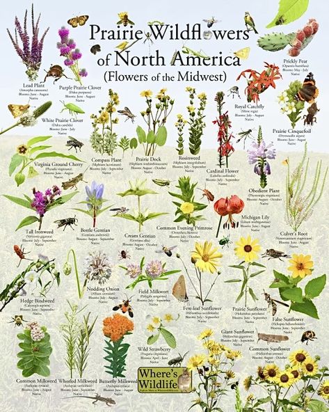 Types Of Wildflowers, Prairie Wildflowers, Prairie Plants, Prickly Pear Flowers, Lobelia Cardinalis, Obedient Plant, Prairie Flowers, Tiny Embroidery, Homemade Garden