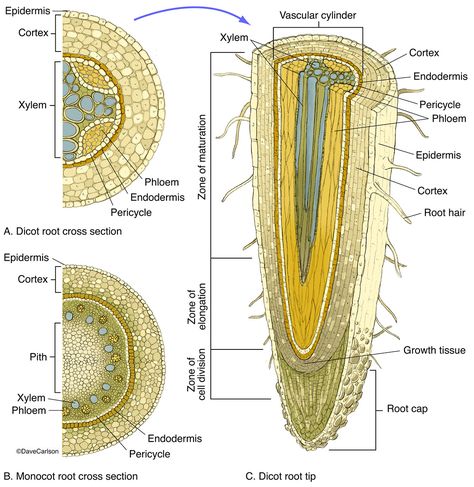 illustration, cross and longitudinal sections, monocot roots, dicot roots, root structure Veterinary Anatomy, Plant Lessons, Biology Plants, General Biology, Plant Physiology, Wildlife Illustration, Plant Structure, Root Structure, Biology Facts