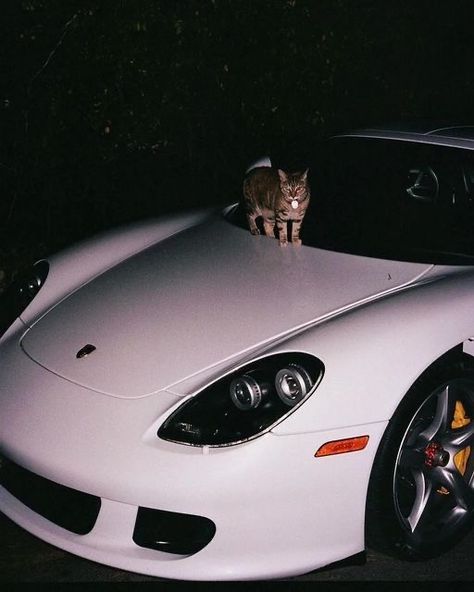 Cat On Porsche, Cat On Car Aesthetic, Cats And Cars Wallpaper, Porsche Carrera Gt Aesthetic, Porsche Profile Picture, Dodge Demon 170, Car Dodge, Dodge Demon, Wallpaper Car