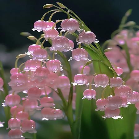 Vivi Core, Pretty Flowers Pictures, Lilies Of The Valley, Lily Of The Valley Flowers, Valley Flowers, Nothing But Flowers, Aesthetic Flowers, Cute Flowers, Flower Therapy