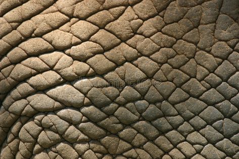 Elephant Skin, Business Vector Illustration, Organic Patterns, Skin Drawing, Miller Homes, Natural Structures, Extreme Close Up, Animal Study, Texture Photography