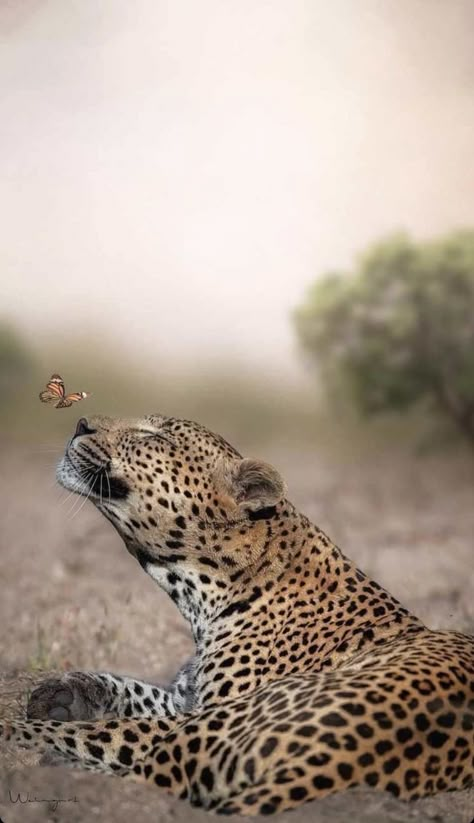 Animal Icon, Pet Day, Pretty Animals, Leopards, Animal Wallpaper, Animal Planet, Animal Photo, Beautiful Cats, 귀여운 동물