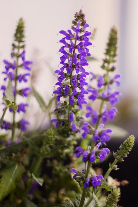 growing purple salvia in pots Salvia In Pots, Salvia Plant, Salvia Plants, Vertical Planting, Living A Simple Life, Ancient Healing, Wellness Food, Small Balcony Garden, Healing Garden