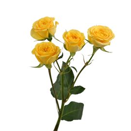 Spray roses refer to roses that grow with clusters of blooms on one stem or branch. Unlike long-stem roses that produce one bloom per stem, these roses create a spray of smaller blooms and are typically sold as sweetheart roses at the florist. Spray roses can, however, be grown in a pot and are typically labeled as miniature roses. Yellow Spray Roses, Rose Spray, Roses Yellow, Yellow Wedding Flowers, Asian Garden, Rose Peach, Types Of Roses, Yellow Decor, Centerpiece Ideas