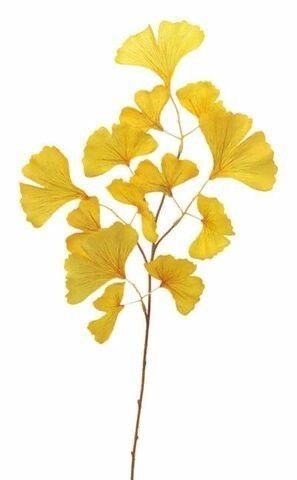 Plants Reference, Ginkgo Art, Ginko Biloba, Gingko Biloba, Flower References, Flower Reference, Ginkgo Tree, Gingko Leaves, Flower And Leaves