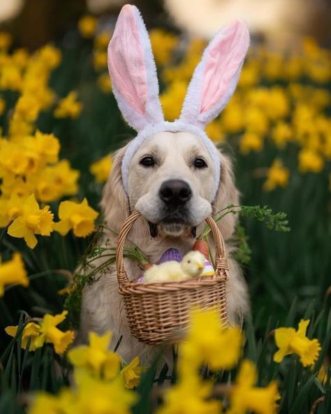 Pet Calendar Photoshoot, Puppy Easter Photoshoot, Dog Calendar Photoshoot Ideas, Easter Dog Photoshoot, Dog Easter Pictures, Easter Dog Pictures, Easter Dog Photos, Dog Photography Creative, Easter Dogs