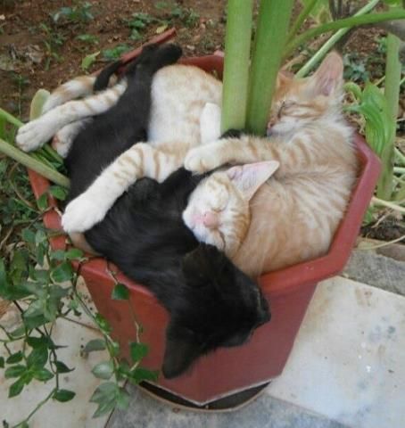 Because that ninety dollar wool lined cat bed you brought just doesn't cut it. Wojskowy Humor, Cat Plants, Söt Katt, Two Cats, Zulu, Cats Meow, Funny Animal Pictures, Crazy Cats, Cat Pics