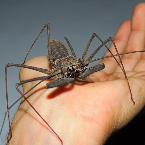 Whip Spider, Whip Scorpion, Arachnids Spiders, Weird Insects, Spiders And Snakes, Creepy Crawlers, Cool Insects, Spiders Scary, Fear Factor