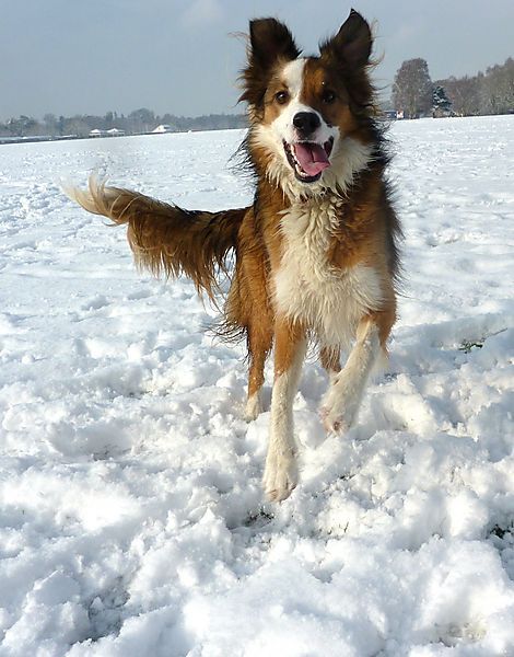 Welsh Border Collie Woody Cool Dog Breeds, Welsh Sheepdog, Red Border Collie, Animals Are Better Than People, Collie Breeds, Smartest Dogs, English Shepherd, American Shepherd, All Dog Breeds