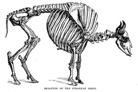 Sambar Deer, European Bison, Animal Skeleton, Anatomy Bones, Animal Skeletons, Animal Anatomy, Cow Bones, Anatomy Sketches, Animal Study