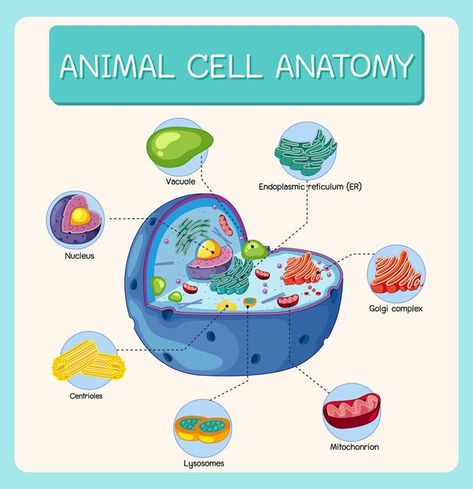 Animal Cell Anatomy, Biology Diagrams, Nature Cartoon, Plant And Animal Cells, Skull Anatomy, Cell Model, Biology Classroom, Animal Cell, Cell Biology