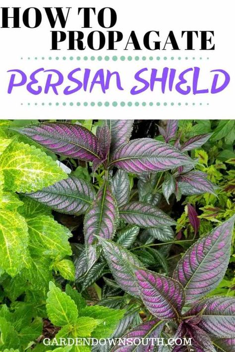 How to Propagate Persian Shield ~ Garden Down South Persian Shield Plant, Garden Tricks, Persian Shield, Florida Plants, Purple Plants, Sun Garden, Iridescent Green, Container Gardening Vegetables, Florida House