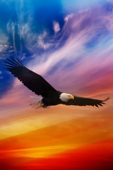 Flying Eagle - Colorful sky~Animal Spirit Guide: The Eagle - "In Nat. Am. Cultures the Eagle is Sacred as a Spiritual Messenger one that delivers peace, fertility, honor, freedom, strength, illumination, courage & the ability to rise above all. Bald Eagle Spirit Medicine is to teach spirit to see the HIGHEST TRUTH... In journey work, Bald Eagle may escort you to distant realms... Expert at Soul Retrieval. Eagle Flying, Animal Spirit Guide, Eagle Wallpaper, Eagle Pictures, American Bald Eagle, The Eagles, An Eagle, Birds Of Prey, Philadelphia Eagles