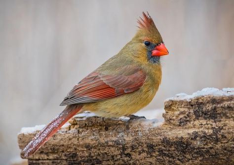 Cardinal Drawing, Tiny Bird Tattoos, Female Cardinal, Northern Cardinal, Ice Storm, Castles Interior, Christmas Bird, Cardinal Birds, Tail Feathers