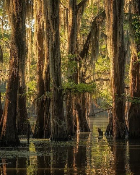 New Orleans Bayou, Spanish Moss Trees, Cypress Island, Hiking In Florida, Jungle Images, Cypress Swamp, Louisiana Swamp, Louisiana Bayou, Sea To Shining Sea