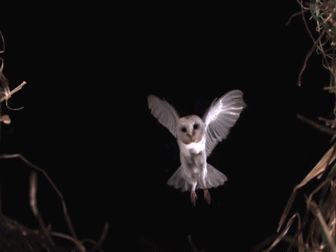 Owl Gifs, Beautiful Owl, White Owl, Diamond Eyes, Nature Gif, Barn Owl, Ocean Life, Labyrinth, Love Birds