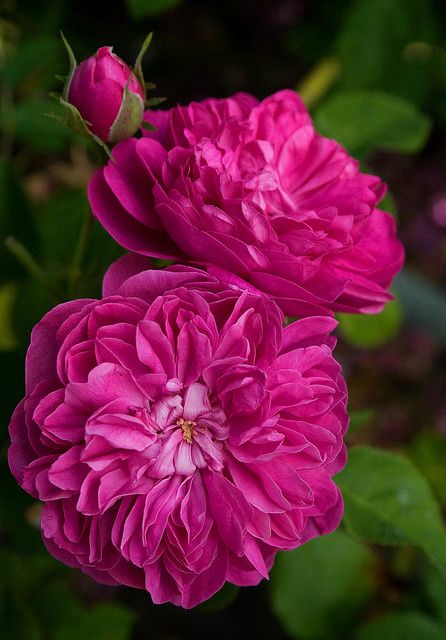 Rosa Glendora, beautiful! Damask Rose, Colorful Roses, Gorgeous Flowers, English Rose, Love Rose, Reference Photos, Dark Background, Flower Beauty, Beautiful Blooms