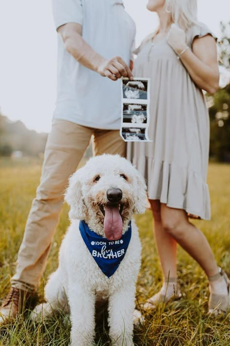 Dog With Ultrasound Picture, Fall Pregnancy Photoshoot With Dog, Maternity Photos With Dogs Ideas, Pregnant Photoshoot With Dog, Pregnancy Announcement Photoshoot With Dog, Maternity Photography Ideas With Dog, Pregnancy Announcement Ideas With Dog, Fall Pregnancy Announcement With Dog, Baby Announcements With Dogs