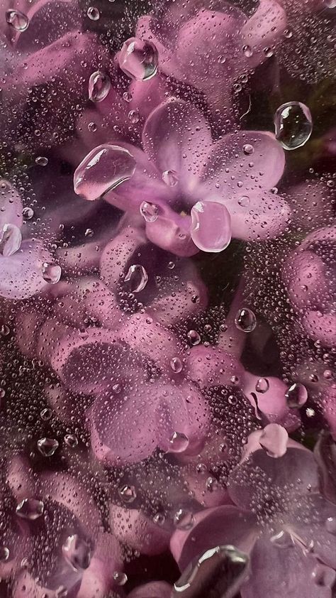 Frühling Wallpaper, Wet Flowers, Rainy Wallpaper, Nature Iphone Wallpaper, Pink Flowers Wallpaper, Pink Icons, Flowery Wallpaper, Floral Wallpaper Phone, Flower Iphone Wallpaper