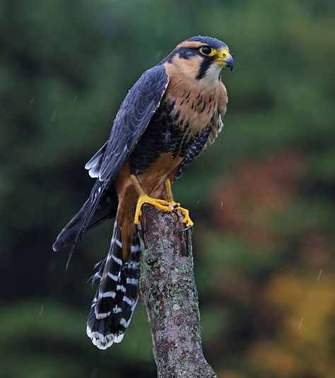 Aplomado Falcon (falco femoralis) formerly known as an orange chested hobby Aplomado Falcon, Raptors Bird, Mystical Animals, Bull Elk, Kestrel, Exotic Birds, Domestic Cat, Bird Pictures, Birdwatching