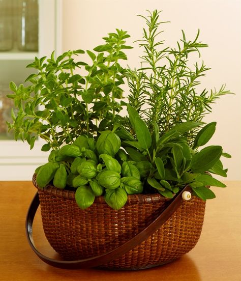 Herb Gift Basket, Herb Gifts, Plants In Baskets, Herb Garden Pots, Garden Growing, Indoor Herb Garden, Herbs Indoors, Growing Herbs, Terrace Garden