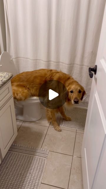 AGuyandAGolden on Instagram: "My dog is getting too smart! #dog #goldenretriever #dogsofinstagram" Dogs Being Funny Videos, Golden Retriever Outfit, Fall Dog Photos, Cute Dogs Videos, Really Funny Dog Videos, Dog Hairstyles, Weiner Dog Humor, Cute Dog Videos, Smart Dogs