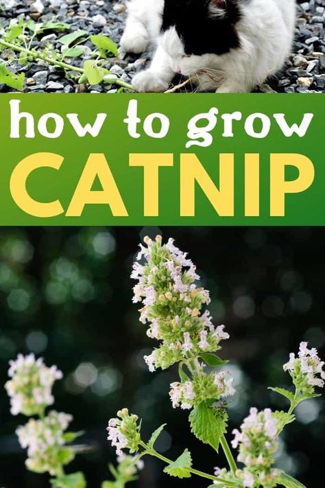 How To Grow Catnip, Grow Catnip, Medicinal Gardening, Growing Catnip, Plants 101, Nepeta Cataria, Plant Recipes, Catnip Plant, Cat Area