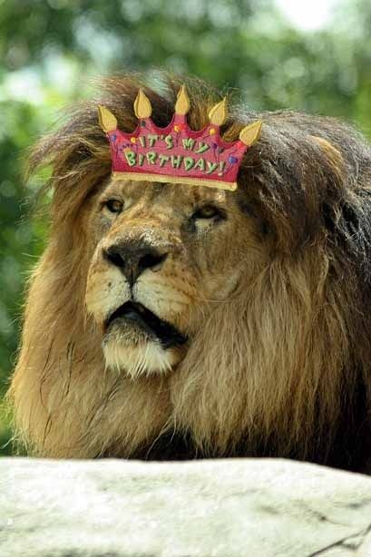 So happy birthday, Christopher! Here’s to 20 more! | Christopher The Lion Celebrates His 20th Birthday In Style Happy Birthday Christopher, Happy Birthday Leo, Happy Birthday Flowers Wishes, Funny Birthday Meme, Happy Birthday 18th, Lion Birthday, Christian Birthday, Leo Birthday, Happy Birthday Meme