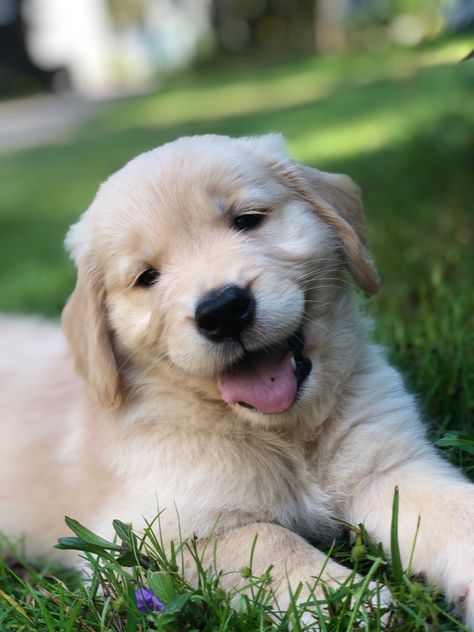 Sunshine girl golden retriever 8 week old new puppy Girl Golden Retriever, Smiling Golden Retriever, Golden Retriever Puppy Sleeping, Golden Retriever Sleeping, Golden Retriever Playing, Sunshine Girl, Golden Retriever 8 Weeks Old, New Puppy, Old And New