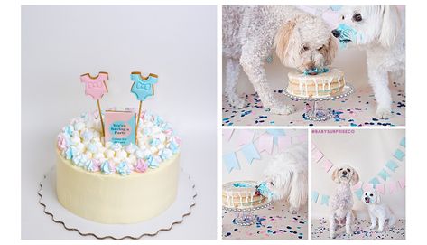 Dog Friendly Gender Reveal Cake, Gender Reveal Including Dog, Dog Gender Reveal Cake Recipe, Gender Reveal Cake For Dogs, Gender Reveal Dog Cake, Dog Gender Reveal Cake, Dog Gender Reveal Ideas, Gender Reveal With Dog, Gender Reveal Cake Recipe