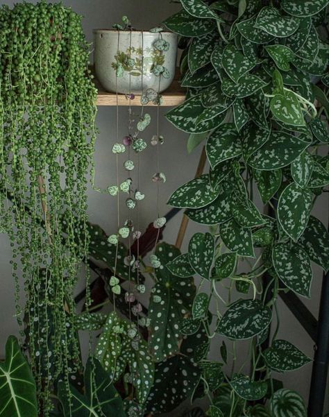 Hanging Plant Decor Ideas, Hanging Plant Decor, Silver Pothos, Plant Decor Ideas, Ceropegia Woodii, Plant Goals, Hydroponic Plants, Plants For Hanging Baskets, Plant Propagation