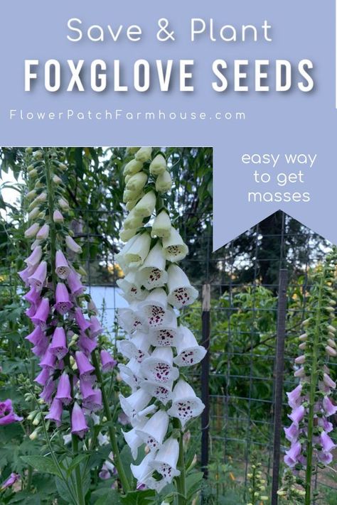 Save and replant foxglove seeds for more plants next season. Start early to get blooms started and enjoy them with the hummingbirds.  Easy cottage garden flowers on a budget! Grow foxgloves! Foxglove Plant, Foxglove Flowers, Cottage Garden Flowers, Green Backyard, Biennial Plants, Garden Water Feature, Seed Saving, Flower Gardening, Replant