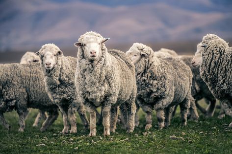 New Zealand Sheep Farm - Vol-2 on Behance Merino Sheep Photography, New Zealand Sheep, New Zealand Travel Guide, Merino Sheep, Sheep Farm, New Zealand Travel, Day In The Life, Commercial Photographer, Office Art