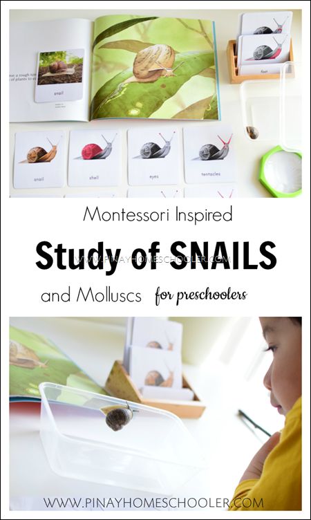 Snails Preschool, Mini Beasts, Montessori Art, Montessori Preschool, Montessori Ideas, Teacher Memes, Preschool Science, Afterschool Activities, Preschool Math